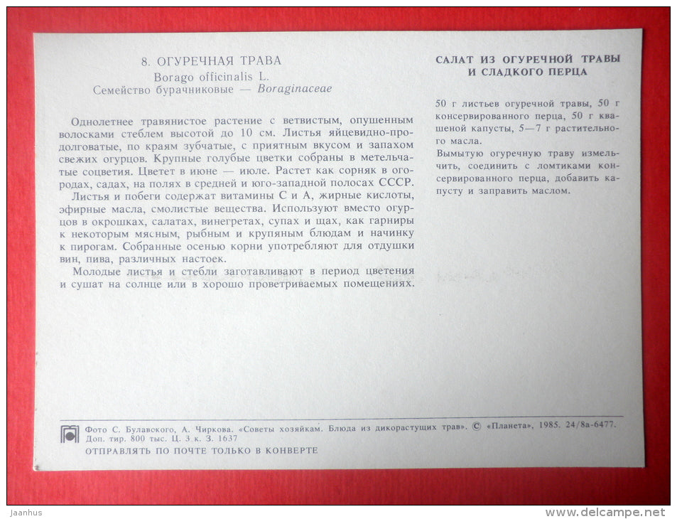 Borage , Borago officinalis - borage salad - Dishes of Wild Herbs - 1985 - Russia USSR - unused - JH Postcards