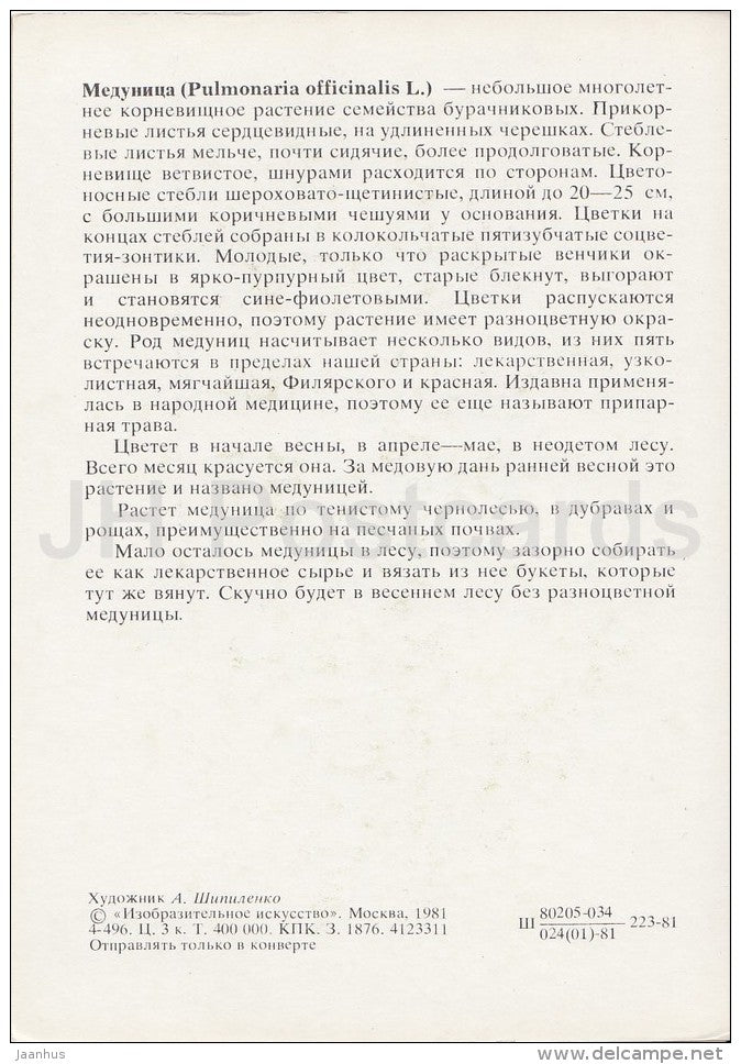 Lungwort - Pulmonaria officinalis - Plants under protection - 1981 - Russia USSR - unused - JH Postcards