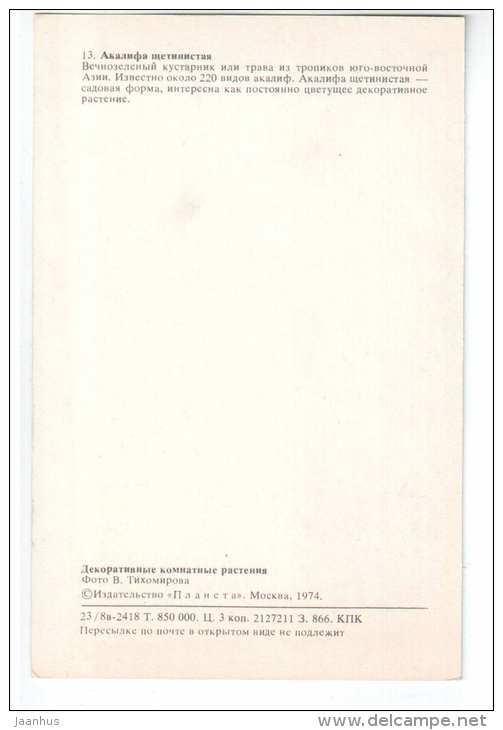 Chenille plant - Acalypha hispida - Decorative House Plants - flowers - 1974 - Russia USSR - unused - JH Postcards