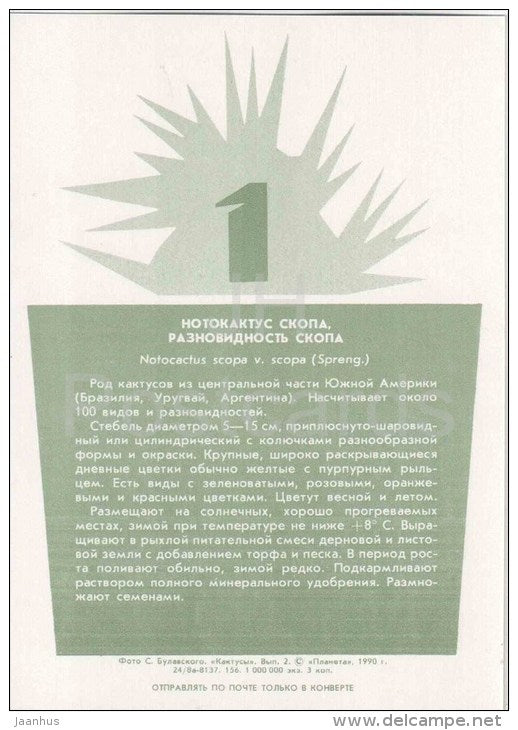 Silver Ball Cactus - Notocactus scopa - cactus - plants - 1990 - Russia USSR - unused - JH Postcards