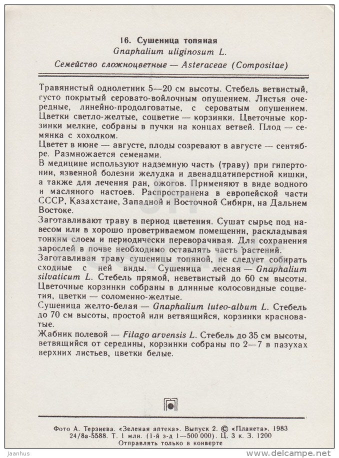Marsh cudweed - Gnaphalium uliginosum - Medicinal Plants - 1983 - Russia USSR - unused - JH Postcards
