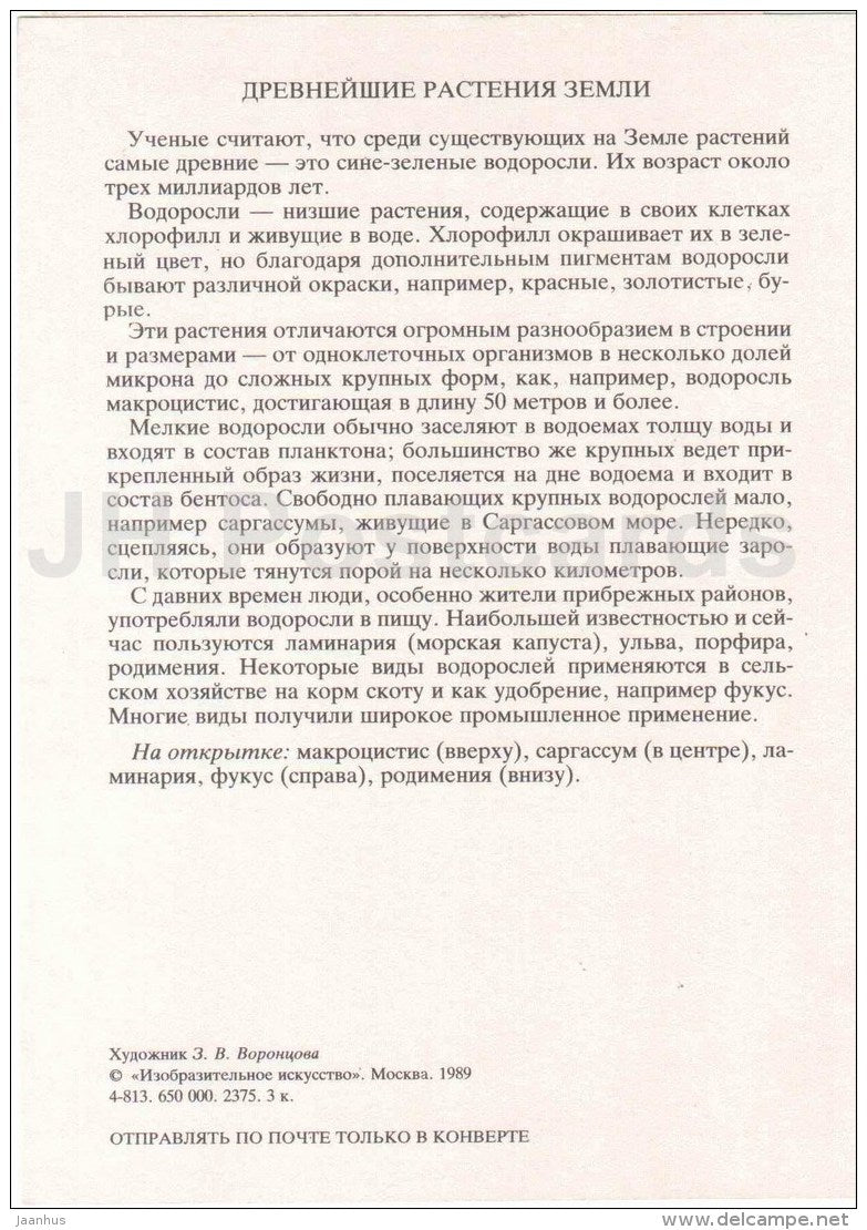 Rhodymenia - fucus - kelp - Macrocystis - Sargassum - algae - seaweed - Amazing Plants - 1989 - Russia USSR - unused - JH Postcards