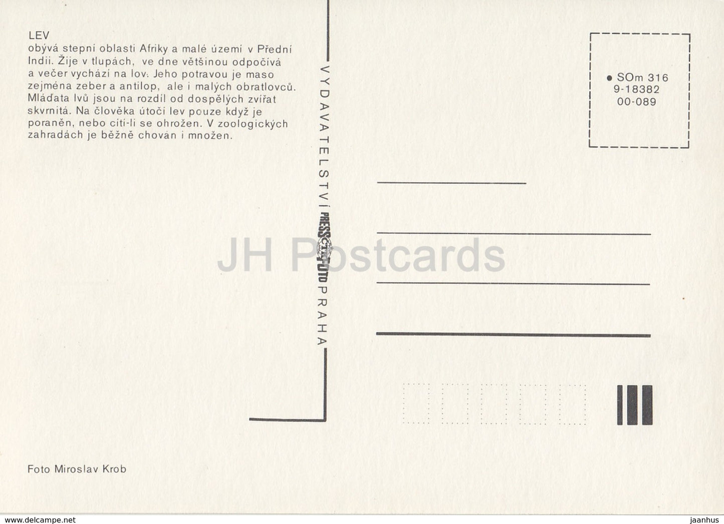 Lion - Zoo - Czechoslovakia - Czech Republic - unused