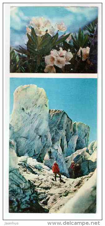 Caucasian rhododendron - Rhododendron caucasicum - Mountain Flowers - 1973 - Russia USSR - unused - JH Postcards