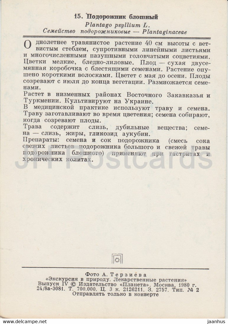 Plantago - Plantago psyllium - Plantes médicinales - 1980 - Russie URSS - inutilisé