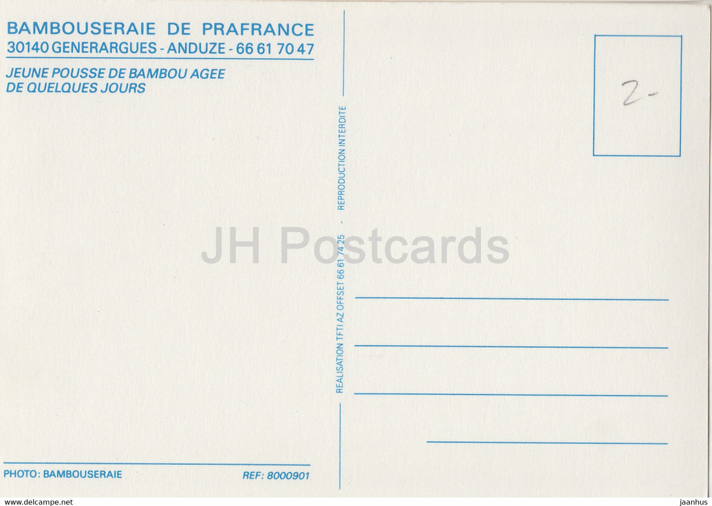 Bambouseraie de Prafrance - Jeune Pousse de bambou agee - Bambus - Junge - Frankreich - unbenutzt