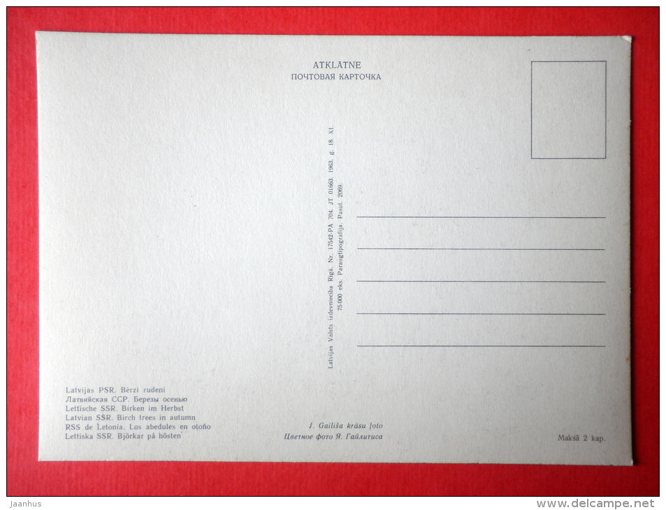 Birch trees in Autumn - Latvian Views - 1963 - Latvia USSR - unused - JH Postcards