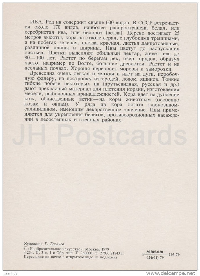 Willow - Salix - Russian Forest - trees - illustration by G. Bogachev - 1979 - Russia USSR - unused - JH Postcards