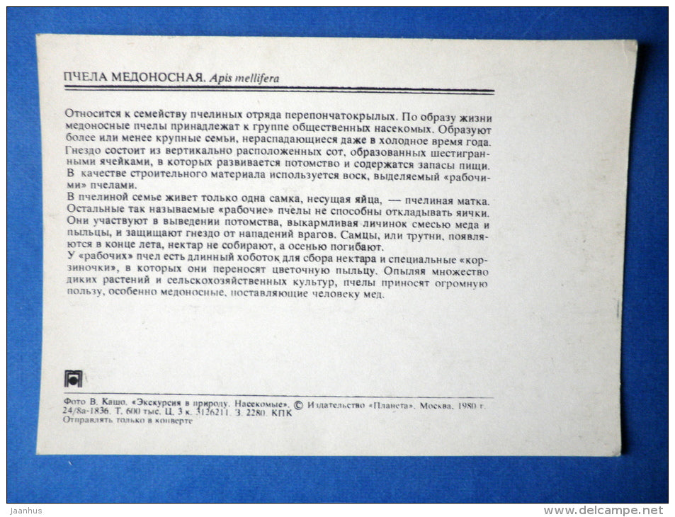 Western honey bee - Apis mellifera - insects - 1980 - Russia USSR - unused - JH Postcards