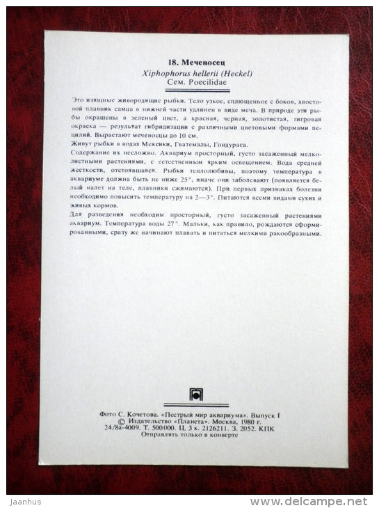 Blood Red Eye Swordtail - Xiphophorus helleri - aquarium fish - 1980 - Russia USSR - unused - JH Postcards
