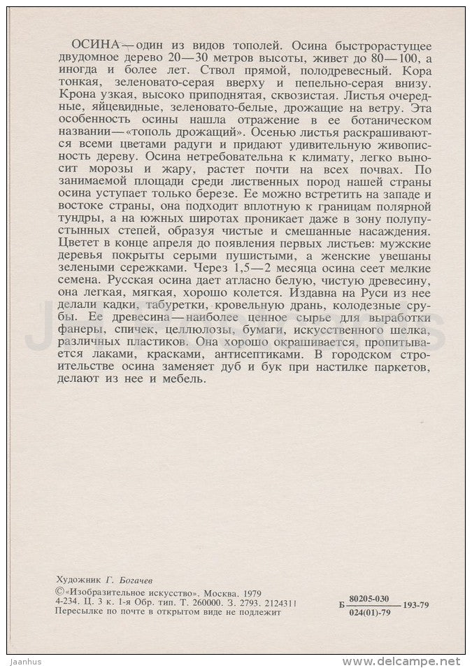 Aspen - Populus - Russian Forest - trees - illustration by G. Bogachev - 1979 - Russia USSR - unused - JH Postcards