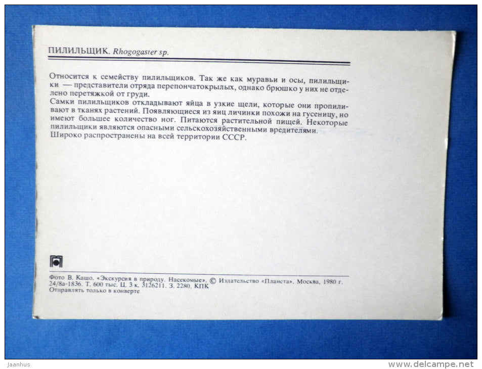 Sawfly - Rhogogaster sp - insects - 1980 - Russia USSR - unused - JH Postcards