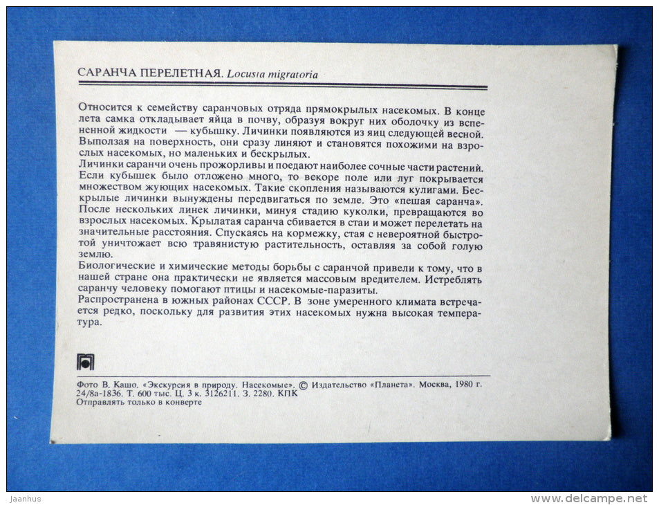 Migratory locust - Locusta migratoria - insects - 1980 - Russia USSR - unused - JH Postcards