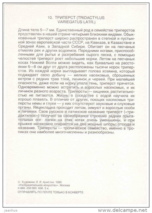 Tridactylus variegatus - Grasshopper - Cricket - insects - 1990 - Russia USSR - unused - JH Postcards