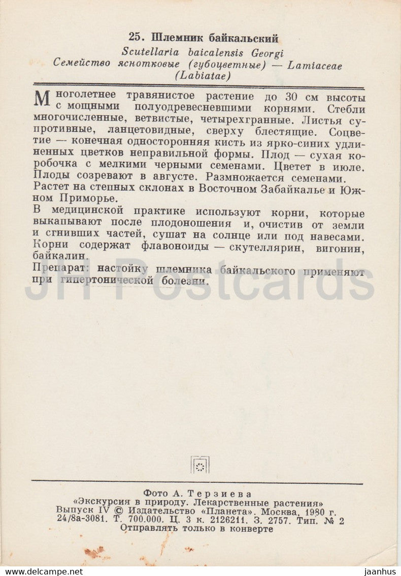 Baikal-Helmkraut - Scutellaria baicalensis - Heilpflanzen - 1980 - Russland UdSSR - unbenutzt
