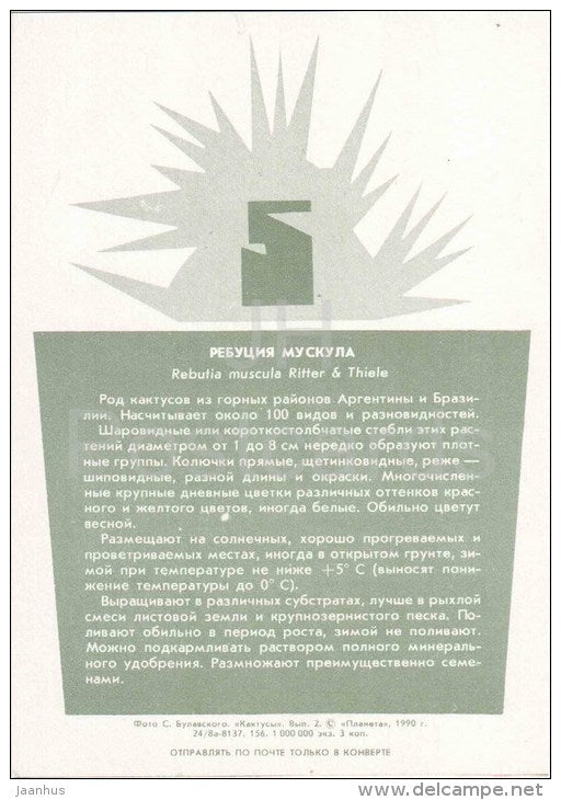Flame Crown - Rebutia muscula - cactus - plants - 1990 - Russia USSR - unused - JH Postcards