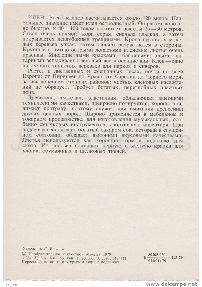 Maple - Acer - Russian Forest - trees - illustration by G. Bogachev - 1979 - Russia USSR - unused - JH Postcards