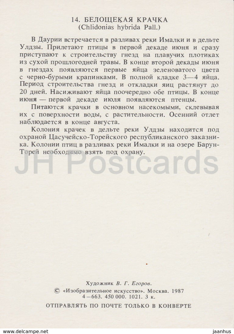 Whiskered tern - Chlidonias hybrida - birds - 1987 - Russia USSR - unused