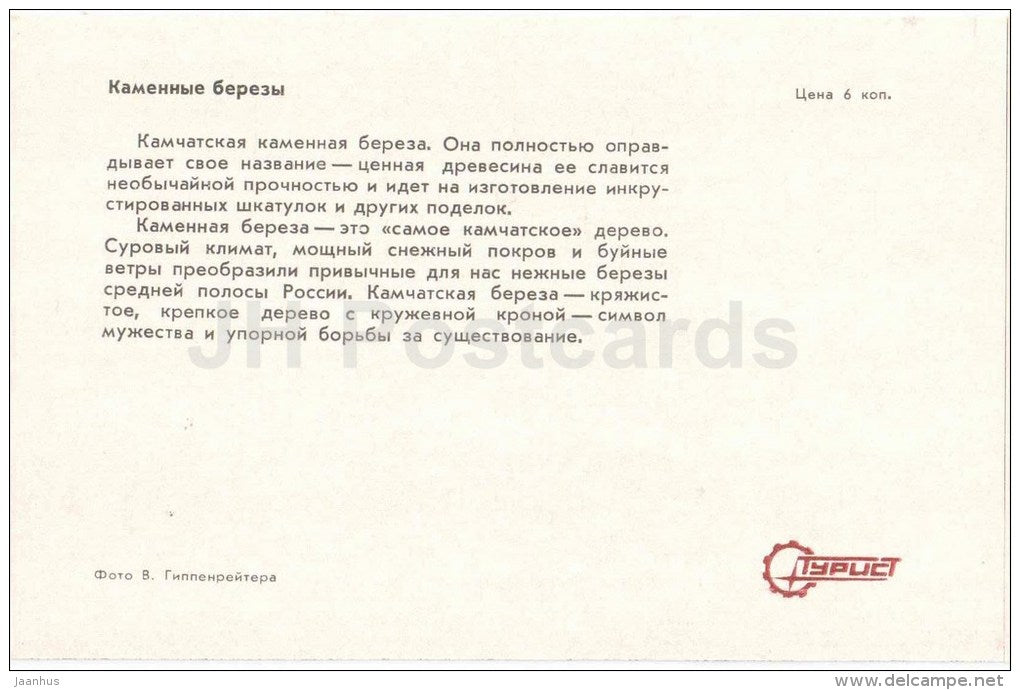 Stone birches - Kamchatka - in the land of volcanoes - 1971 - Russia USSR - unused - JH Postcards