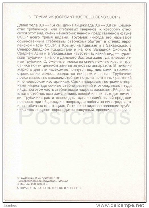 Italian Tree Cricket , Oecanthus pellucens - Grasshopper - Cricket - insects - 1990 - Russia USSR - unused - JH Postcards