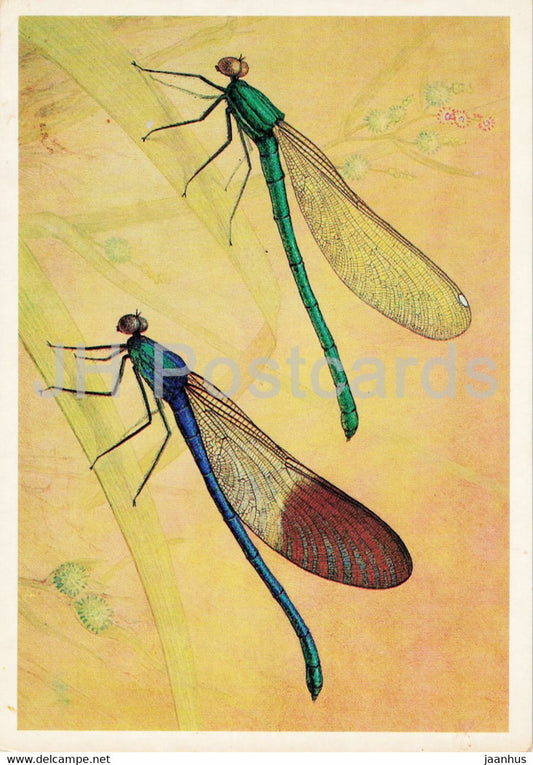 Calopteryx mingrelica - dragonfly - Insects - illustration - 1987 - Russia USSR - unused - JH Postcards