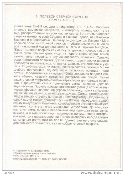 Field Cricket , Gryllus campestris - Grasshopper - Cricket - insects - 1990 - Russia USSR - unused - JH Postcards