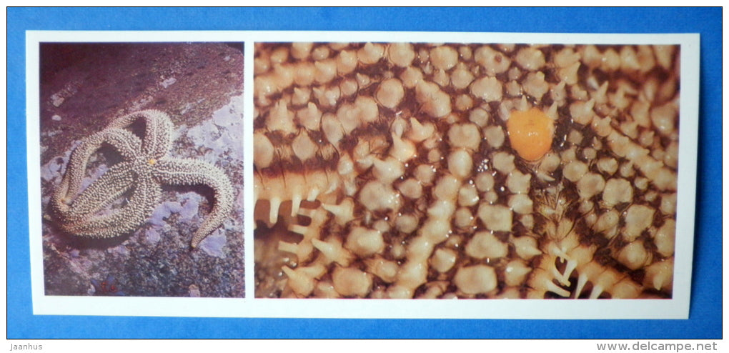 Starfish , Distolasterias nippon - Japanese sea - 1977 - Russia USSR - unused - JH Postcards