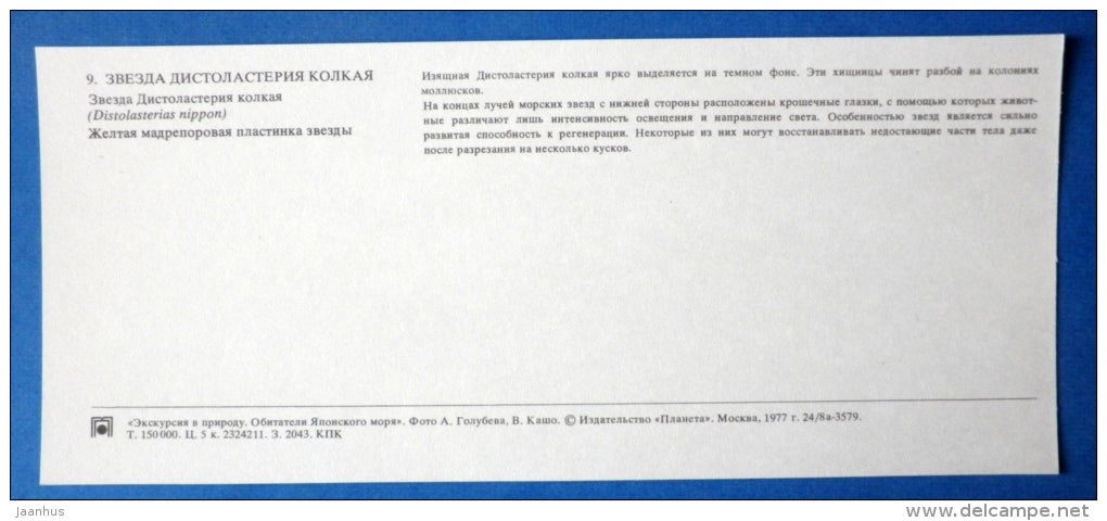 Starfish , Distolasterias nippon - Japanese sea - 1977 - Russia USSR - unused - JH Postcards
