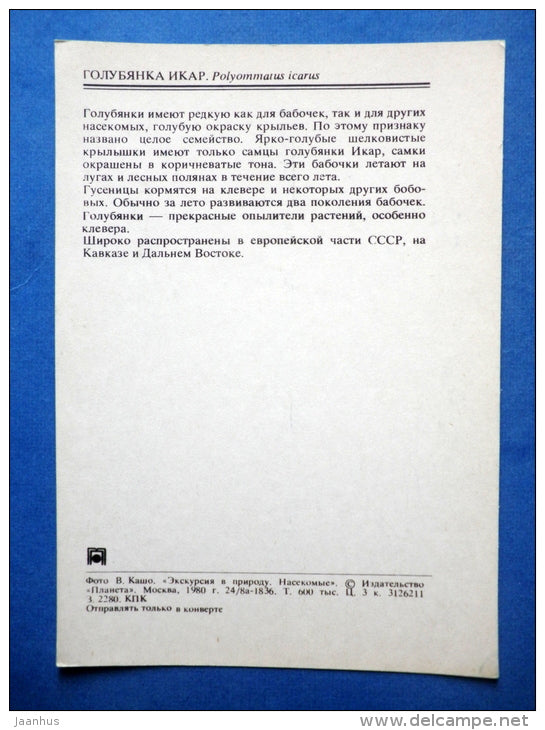 Common Blue - Polyommatus icarus - butterfly - insects - 1980 - Russia USSR - unused - JH Postcards