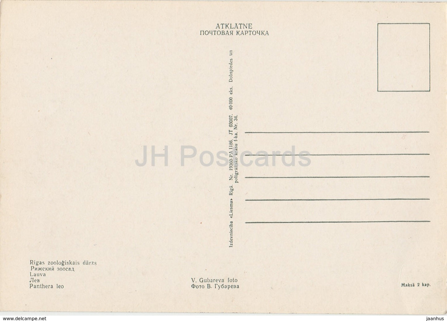 Lion - Panthera Leo - Zoo de Riga - carte postale ancienne - Lettonie URSS - inutilisé