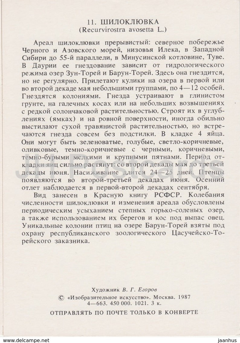 Säbelschnäbler - Recurvirostra avosetta - Vögel - 1987 - Russland UdSSR - unbenutzt