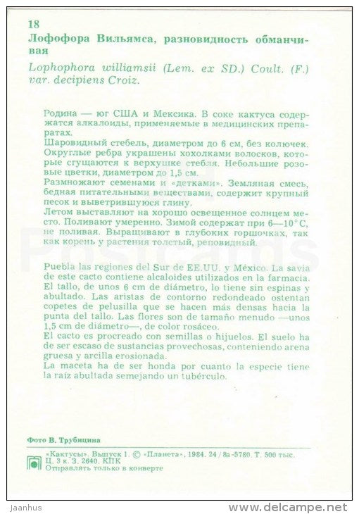 Peyote - Lophophora williamsii - cactus - flowers - 1984 - Russia USSR - unused - JH Postcards