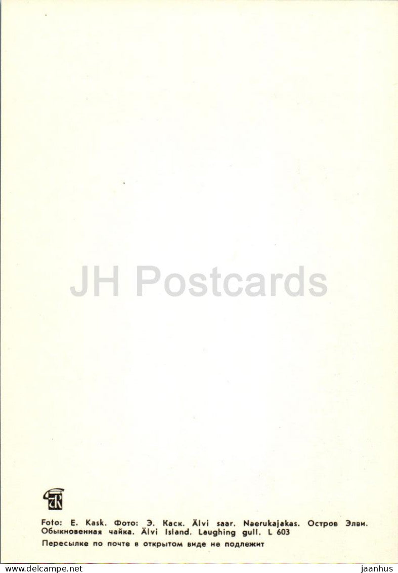 Lahemaa - Alvi island - Laughing gull - Larus ridibundus - birds - 1 - 1978 - Estonia USSR - unused