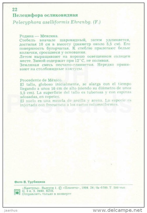 Hatchet Cactus - Pelecyphora aselliformis - cactus - flowers - 1984 - Russia USSR - unused - JH Postcards