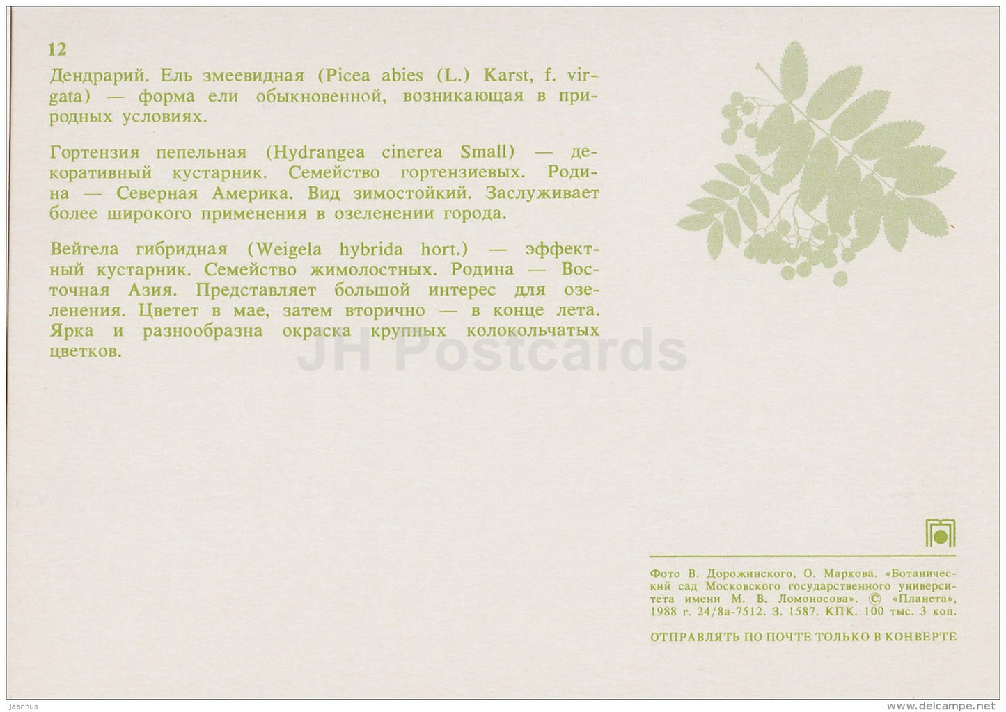 Norway spruce , Picea abies - Hydrangea cinerea - Weigela hybrida Moscow Botanical Garden - 1988 - Russia USSR - unused - JH Postcards