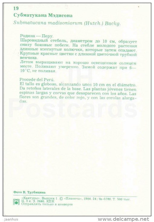 Submatucana madisoniorum - cactus - flowers - 1984 - Russia USSR - unused - JH Postcards