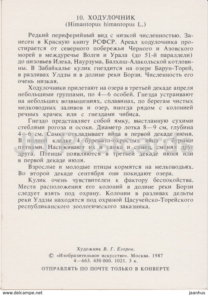 Black-winged stilt - Himantopus himantopus - birds - 1987 - Russia USSR - unused