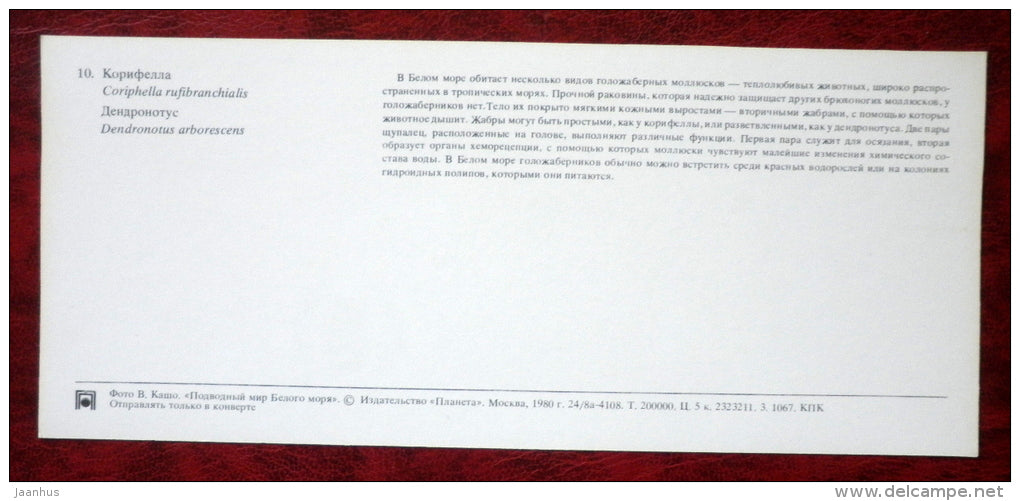 Coryphella rufibranchialis - dendronotus arborescens - mollusc - 1980 - Russia USSR - unused - JH Postcards