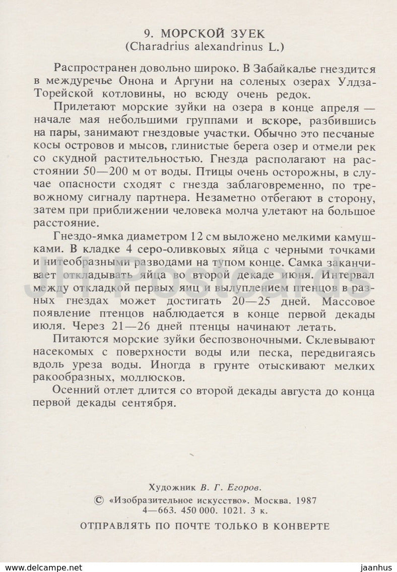 Seeregenpfeifer - Charadrius alexandrinus - Vögel - 1987 - Russland UdSSR - unbenutzt