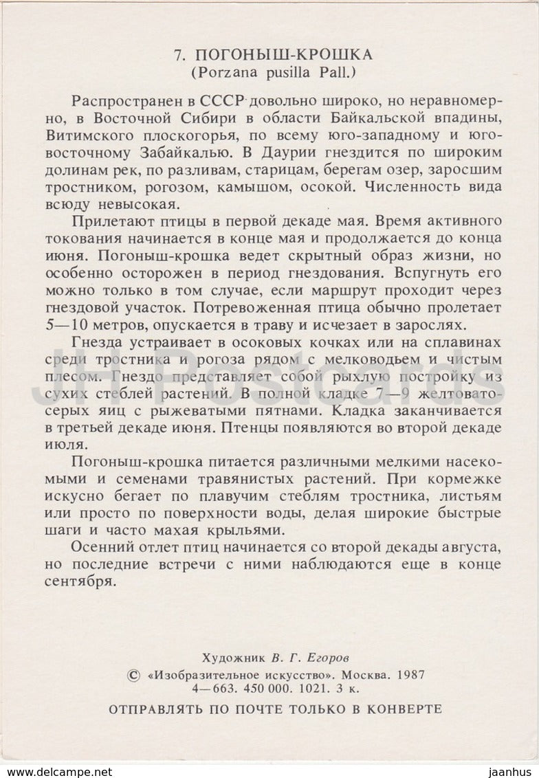 Baillons Sumpfhuhn - Porzana pusilla - Vögel - 1987 - Russland UdSSR - unbenutzt