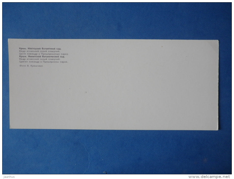 Atlas Cedar - Nerium oleander - Nikitsky Botanical Garden - 1981 - Ukraine USSR - unused - JH Postcards