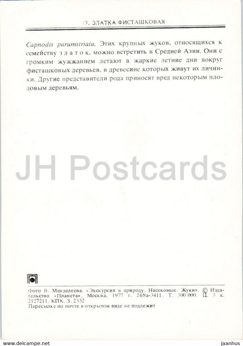 Capnodis parumstriata - insects - 1977 - Russia USSR - unused