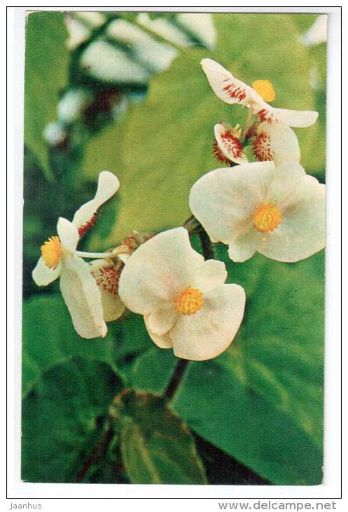 Begonia Alto Scharff - Decorative House Plants - flowers - 1974 - Russia USSR - unused - JH Postcards