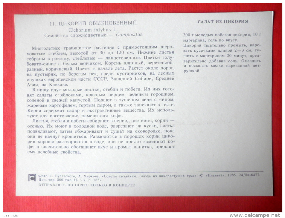 Common Chicory , Cichorium intybus - chicory salad - Dishes of Wild Herbs - 1985 - Russia USSR - unused - JH Postcards