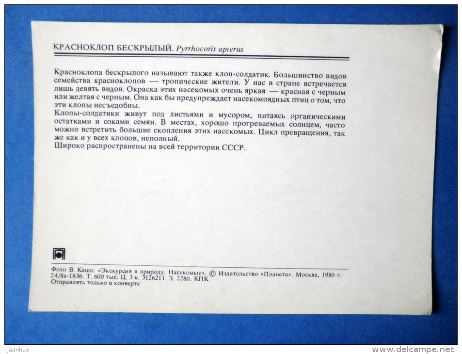 Firebug - Pyrrhocoris apterus - bug - insects - 1980 - Russia USSR - unused - JH Postcards