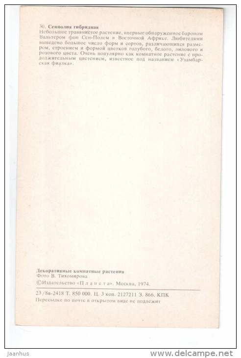 African violet - Saintpaulia hybrida - Decorative House Plants - flowers - 1974 - Russia USSR - unused - JH Postcards