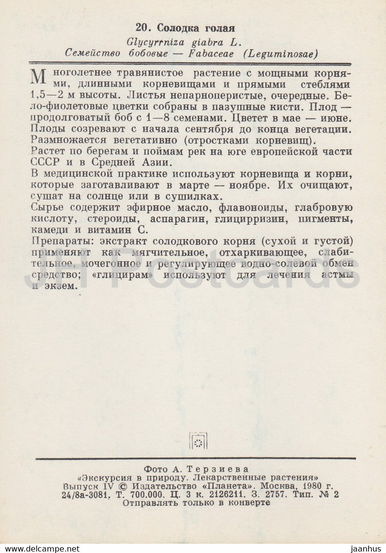 Lakritze - Glycyrrhiza glabra - Heilpflanzen - 1980 - Russland UdSSR - unbenutzt
