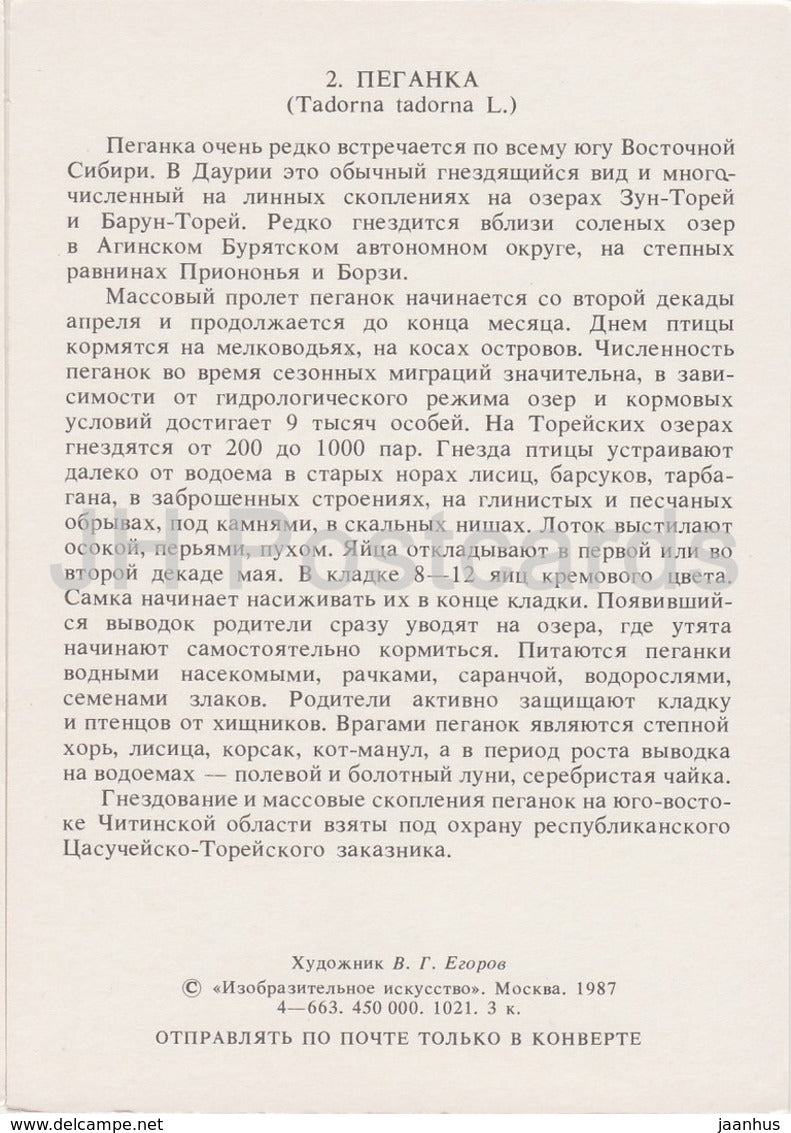 Common shelduck - Tadorna tadorna - birds - 1987 - Russia USSR - unused