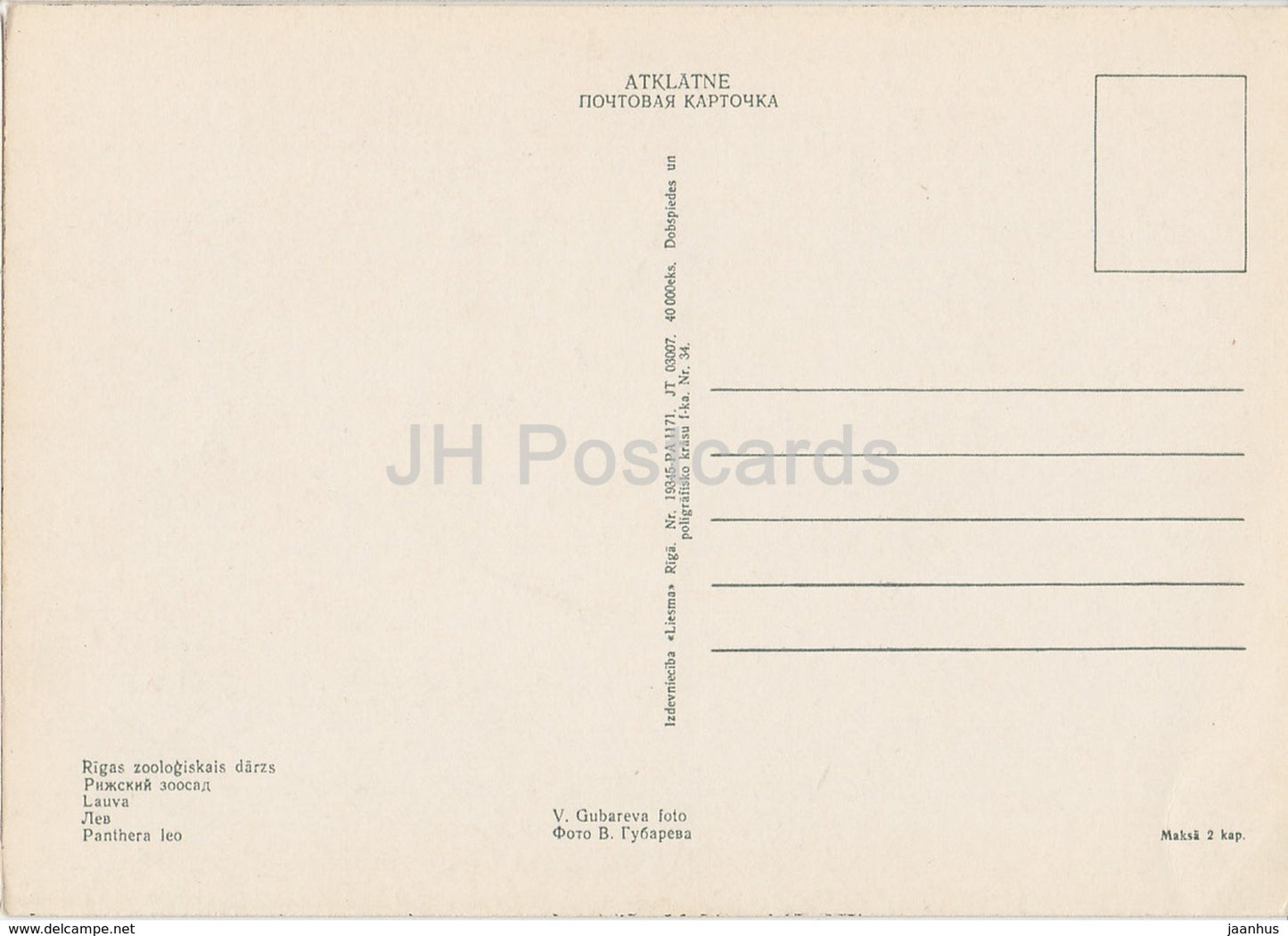 Löwe - Panthera Leo -1 - Rigaer Zoo - alte Postkarte - Lettland UdSSR - unbenutzt