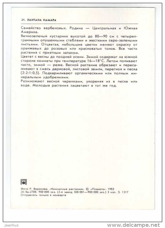 Big Sage - Lantana camara - houseplants - flowers - 1983 - Russia USSR - unused - JH Postcards